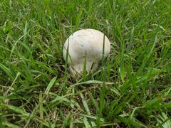 Calvatia lilacina