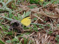 Eurema