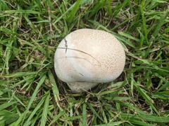 Calvatia lilacina