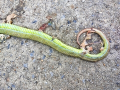 Trimeresurus macrops