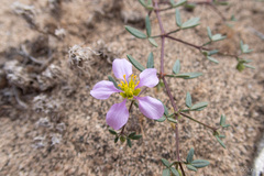 Fagonia cretica