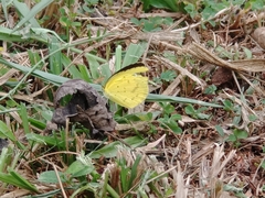 Eurema