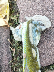 Trimeresurus macrops