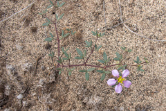 Fagonia cretica