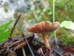 Collybiopsis peronata