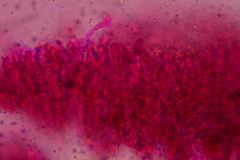 Punctularia strigosozonata