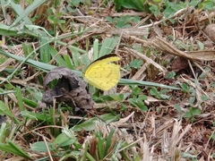 Eurema