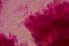 Punctularia strigosozonata