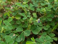 Grona triflora