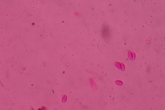 Punctularia strigosozonata