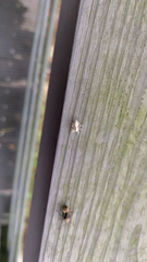 Salticidae