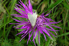 Udea austriacalis
