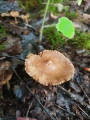 Collybiopsis peronata