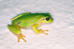Hyla orientalis