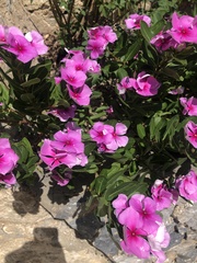 Catharanthus roseus