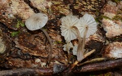 Mycena confinationis