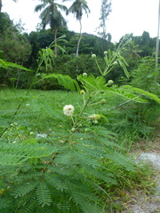 Leucaena leucocephala