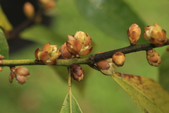 Actinodaphne malabarica