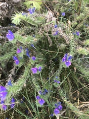 Echium