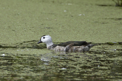 Nettapus coromandelianus