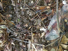 Mycena confinationis