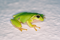 Hyla orientalis