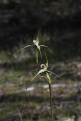 Caladenia flindersica