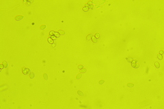 Mycena confinationis