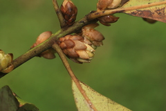 Actinodaphne malabarica