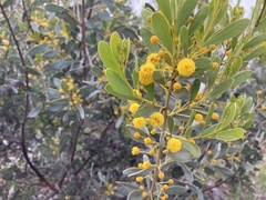 Acacia argyrophylla