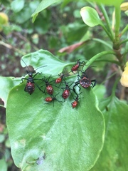 Leptoglossus gonagra