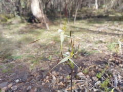 Caladenia flindersica