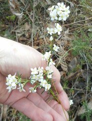 Boronia pilosa