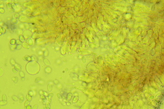 Mycena confinationis