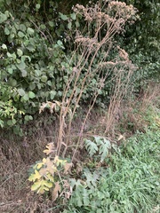 Angelica archangelica
