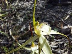 Caladenia flindersica