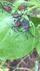 Leptoglossus gonagra