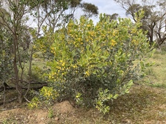 Acacia argyrophylla