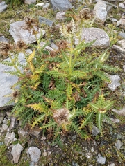 Cirsium spinosissimum