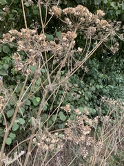 Angelica archangelica