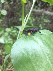Leptoglossus gonagra
