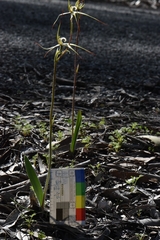 Caladenia flindersica