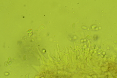 Mycena confinationis