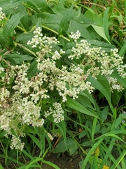 Eupatorium