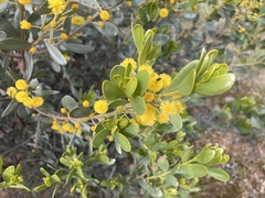 Acacia argyrophylla