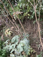 Angelica archangelica