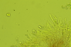 Mycena confinationis