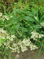 Eupatorium