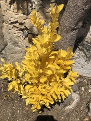 Duranta erecta