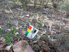 Caladenia flindersica
